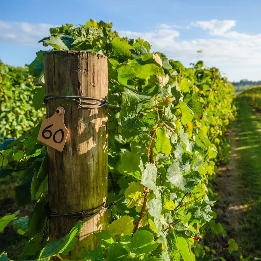 Guided Private Wine Tour to Napa and Sonoma Wine Country