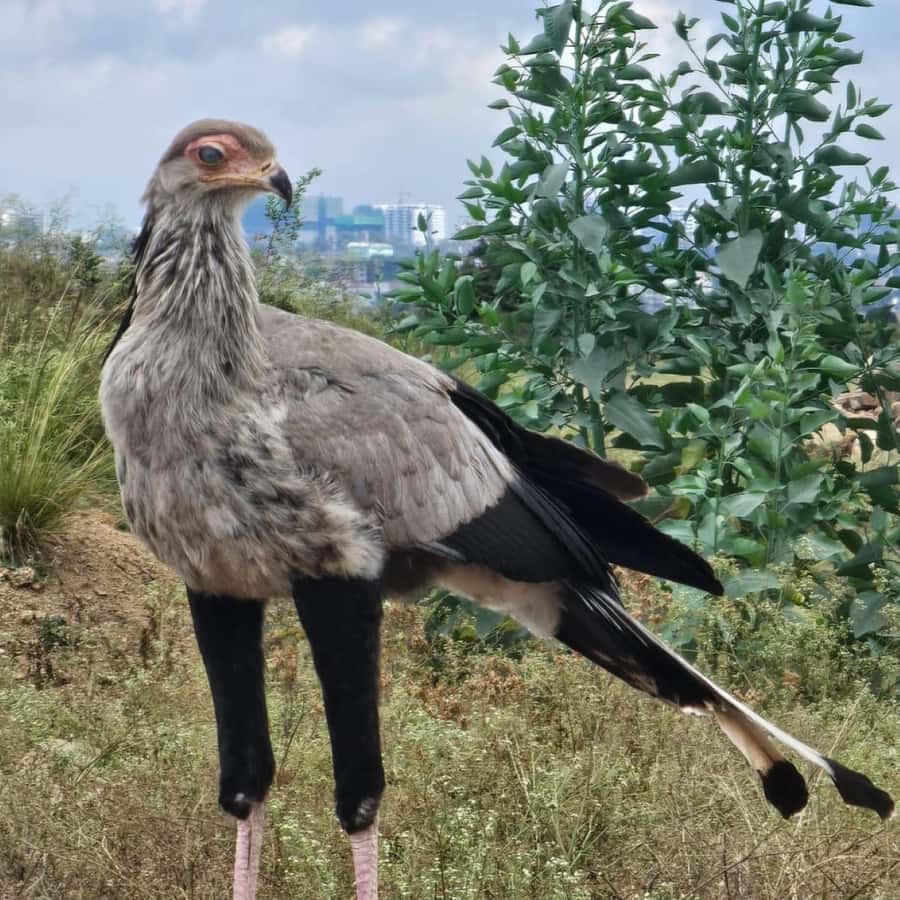 奈洛比：國家公園、大象孤兒院與長頸鹿中心| GetYourGuide, image size:900x900