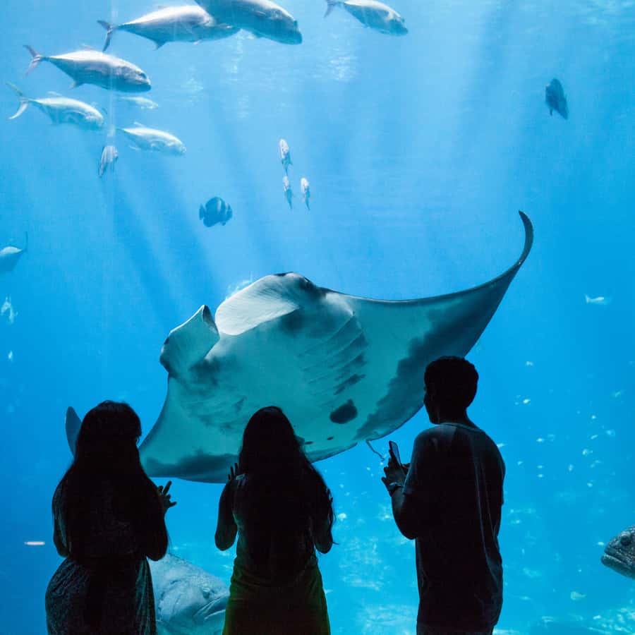 Atlanta CityPASS®: Save 44% at 5 Top Attractions