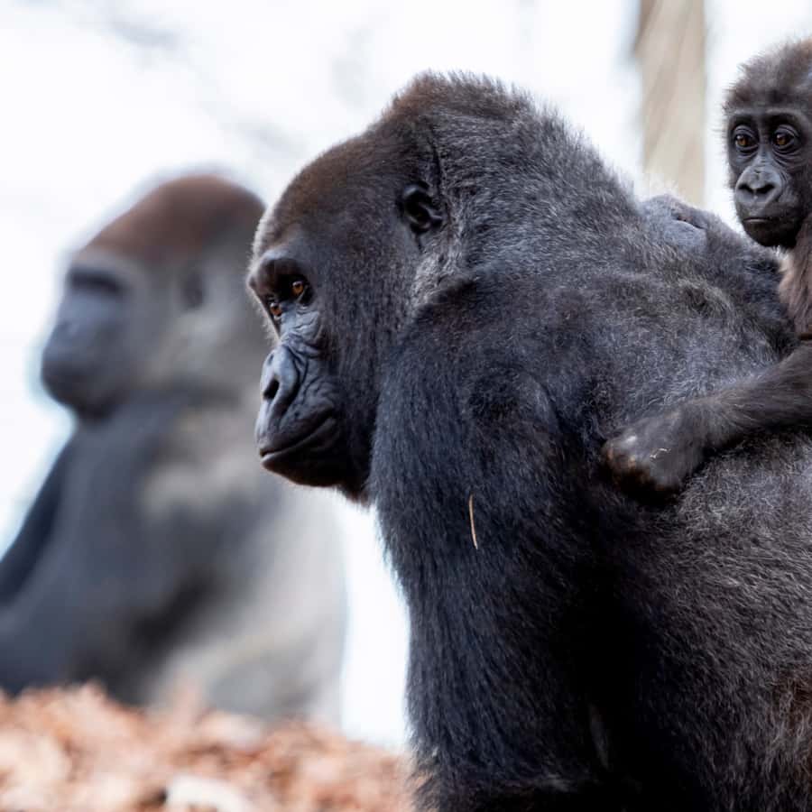 Atlanta CityPASS®: Save 44% at 5 Top Attractions