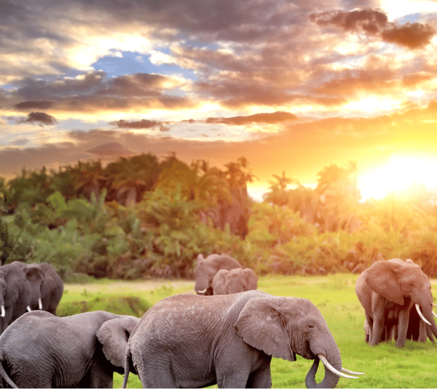 Kampala: safari di 2 giorni al Queen Elizabeth National Game Park | GetYourGuide