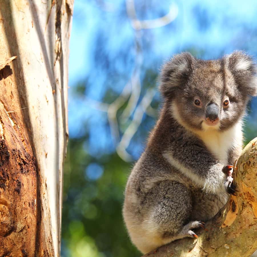 Great Ocean Road: Guided Wildlife Walk that Supports Nature