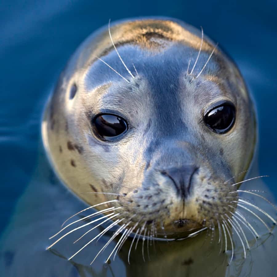 Galería de fotos para redes