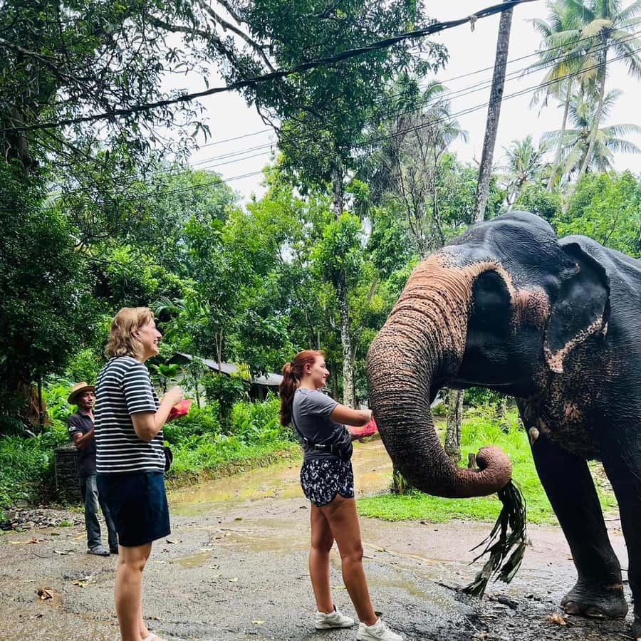 Excursão de um dia a Pinnawala a partir de Kandy (tour particular) |  GetYourGuide, image size:900x900