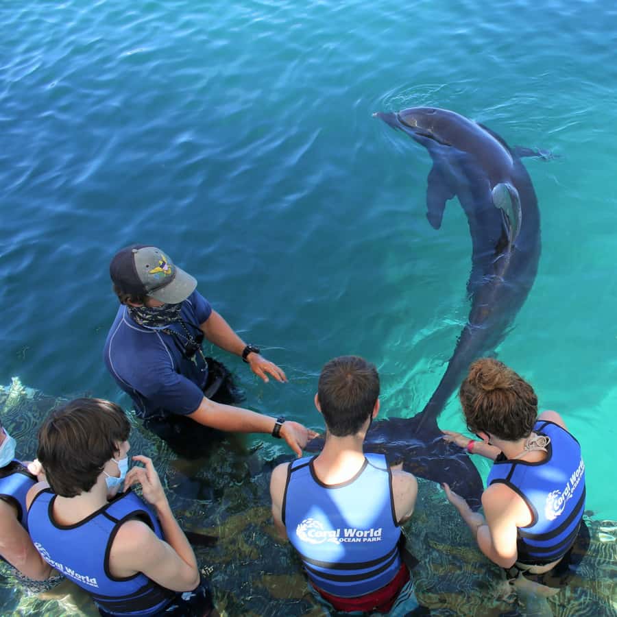 Saint Thomas: Swim with Dolphins at Coral World Ocean Park