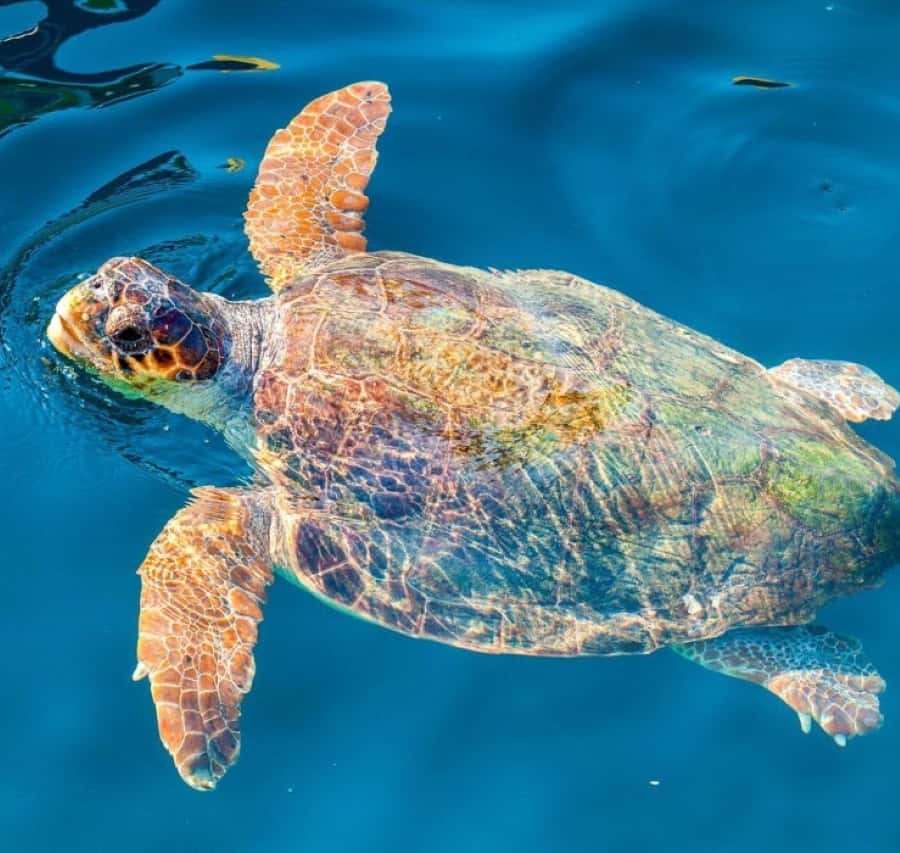 Zakynthos: Half-Day Tour to Turtle Island and Keri Caves