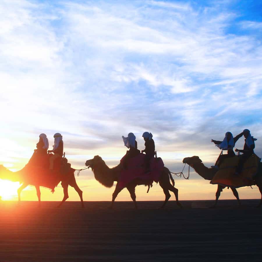 Los Cabos: Camel Ride Safari with Lunch and Tequila Tasting