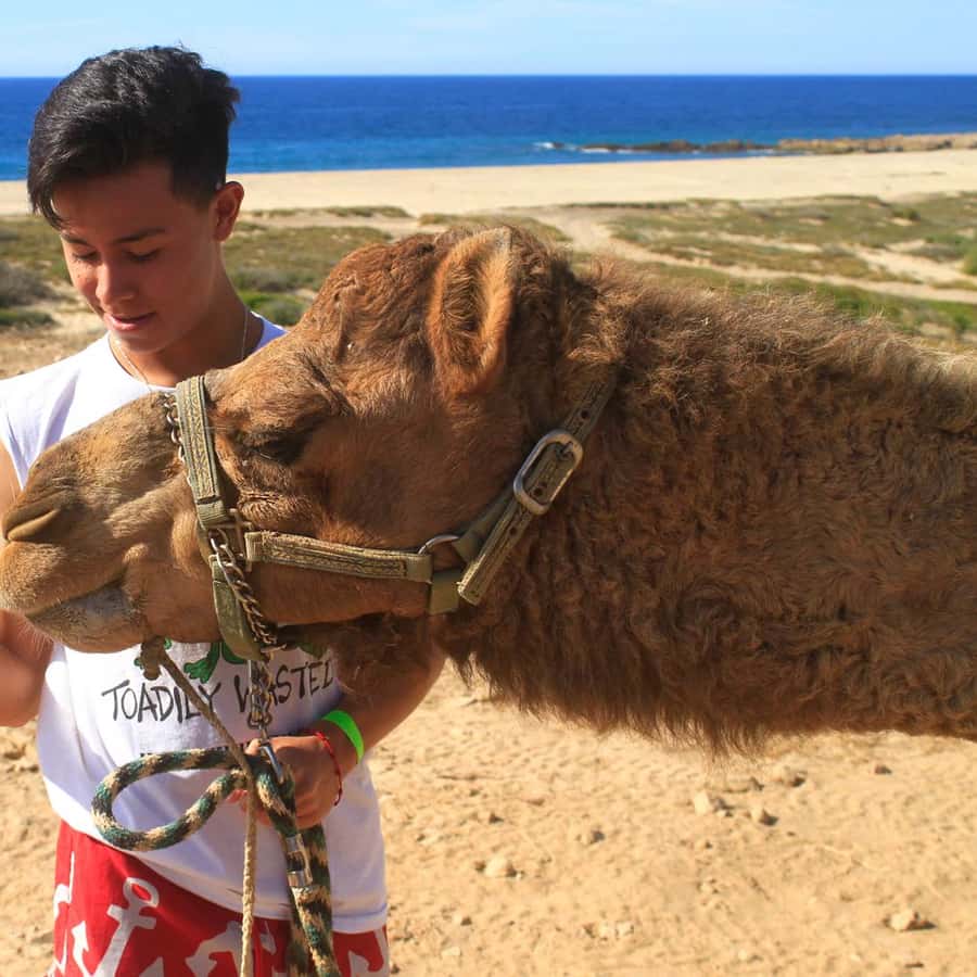 Los Cabos: Camel Ride Safari with Lunch and Tequila Tasting