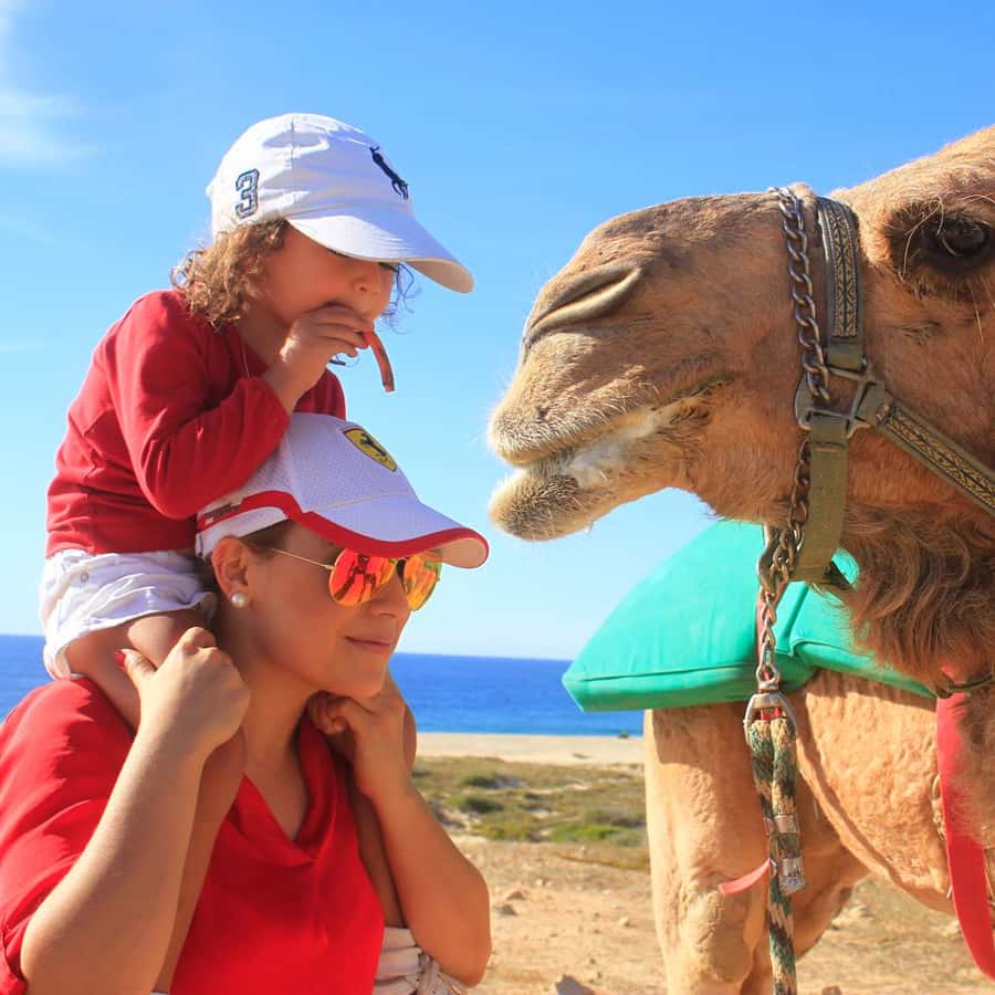 Los Cabos: Camel Ride Safari with Lunch and Tequila Tasting