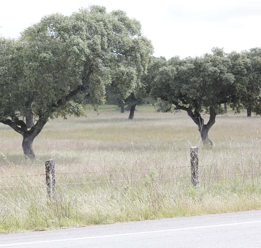 Colagem de mídia