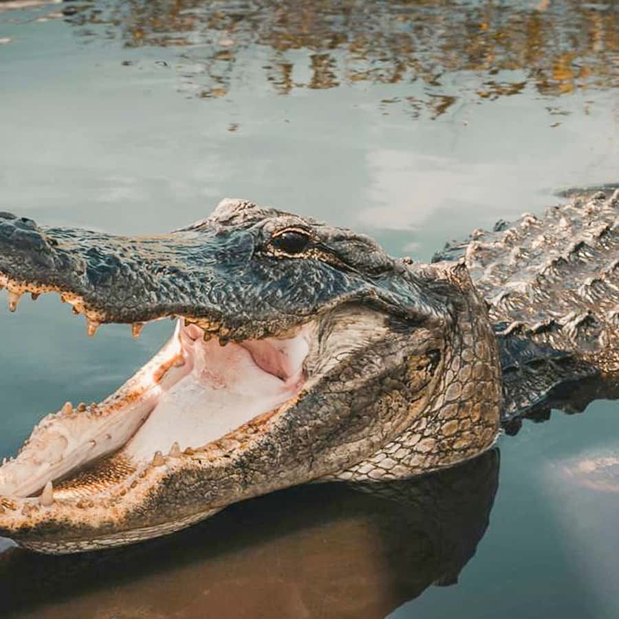 Colagem de mídia