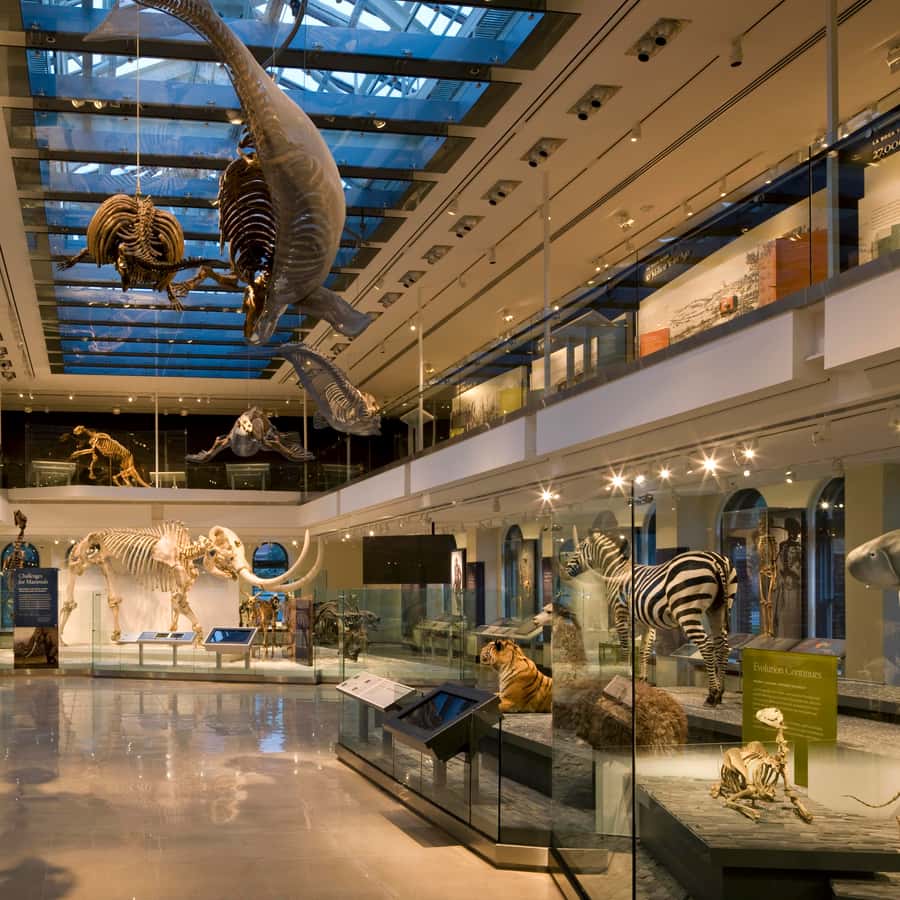Los Angeles: Natural History Museum of LA Entry Ticket