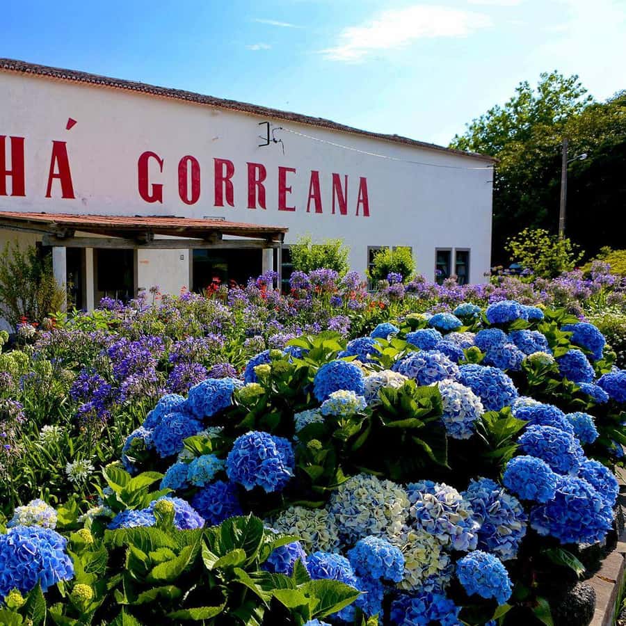 Colagem de mídia
