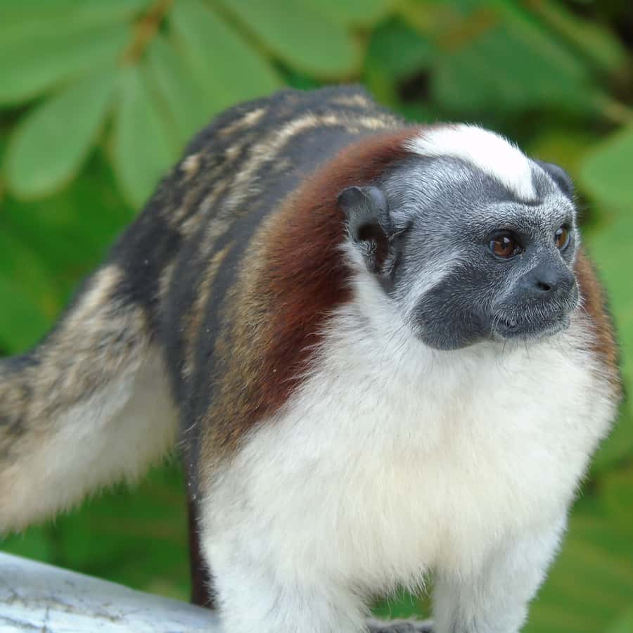 Colagem de mídia