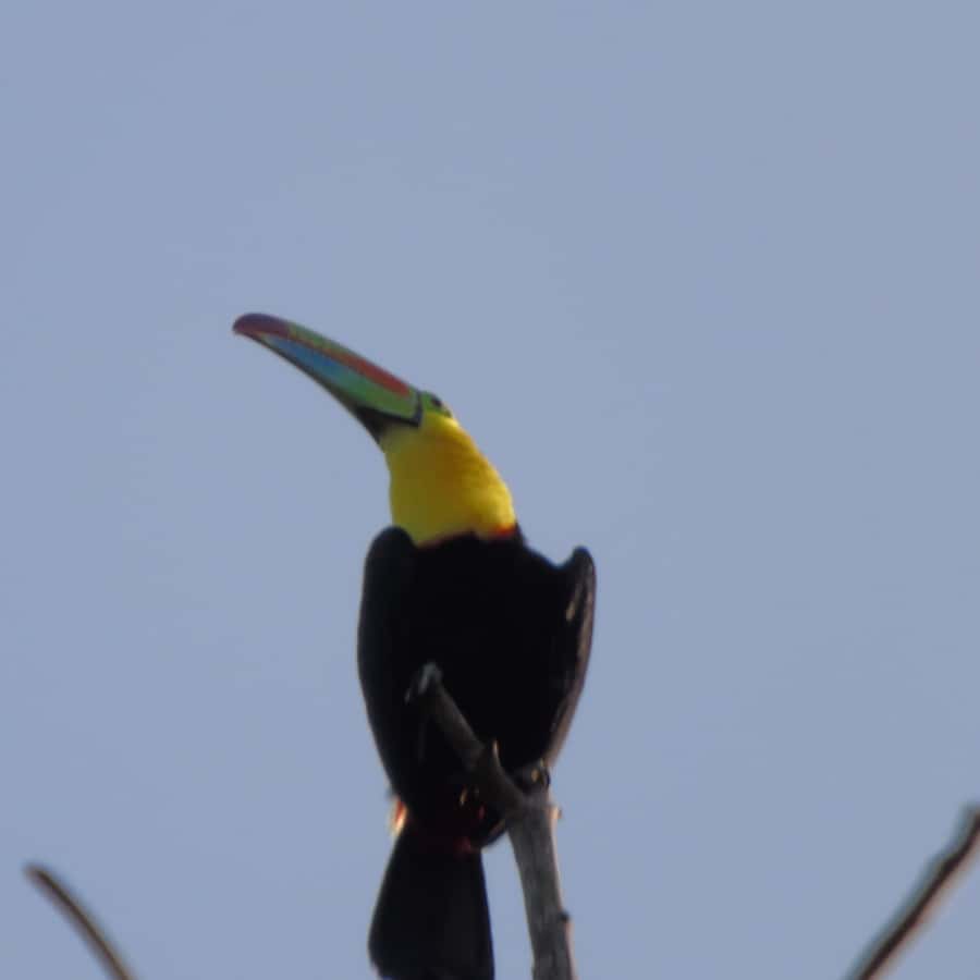Colagem de mídia