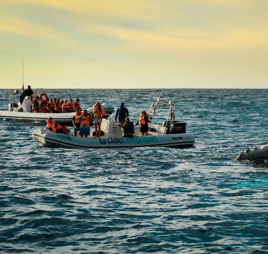 Cabo San Lucas: Up Close Whale Watching Small Group Tour