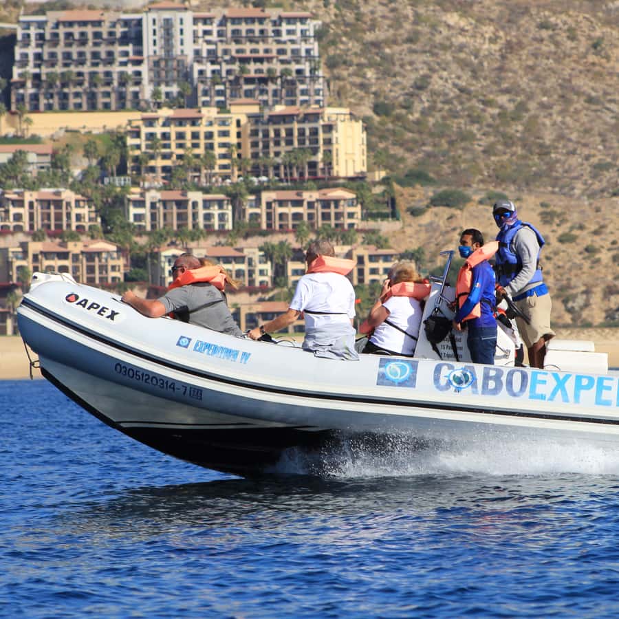 Cabo San Lucas: Up Close Whale Watching Small Group Tour