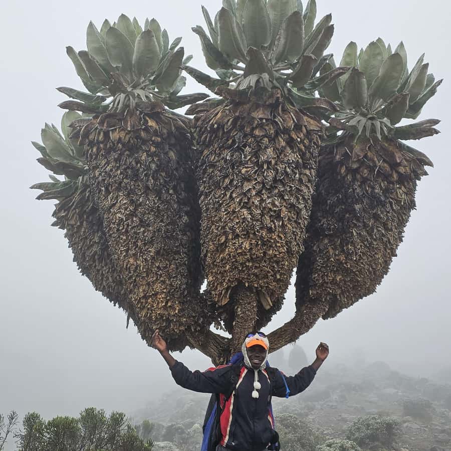 Colagem de mídia