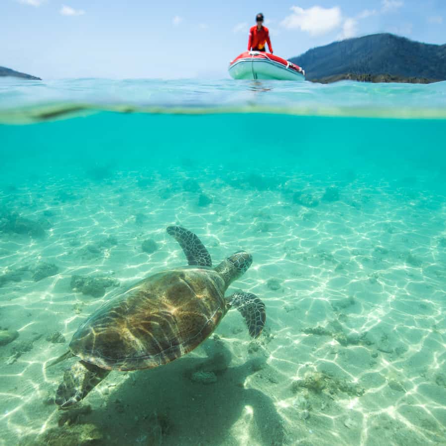 Airlie Beach: Whitehaven Full-Day Eco-Cruise with Buffet
