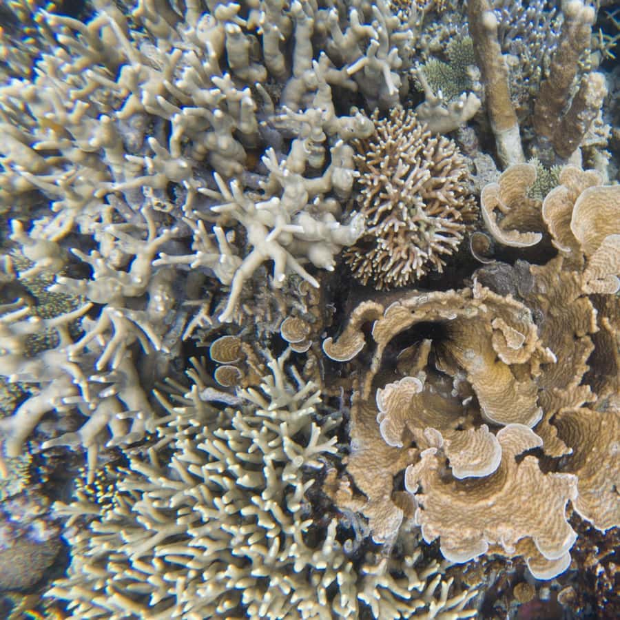 CORINTHIAN コリンシアン 2体 バルデラマ イギータ コロンビア CORINTHIAN コリンシアン 2体 バルデラマ イギータ コロンビア