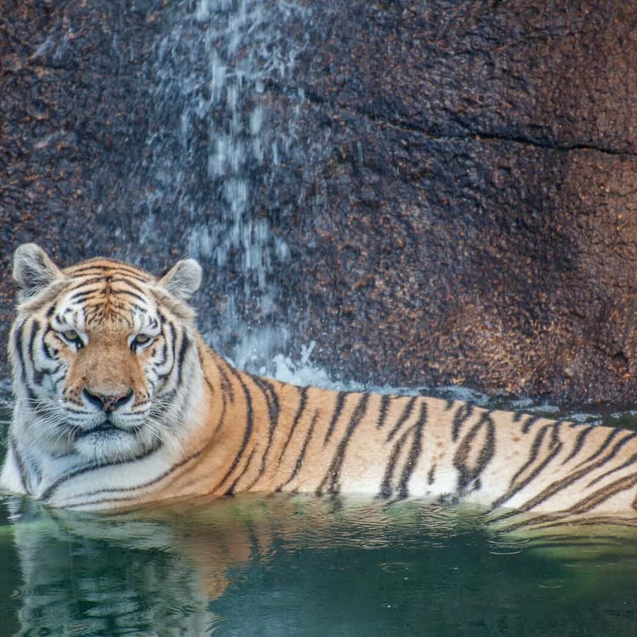 Alabama: Gulf Shores/Orange Beach Area Multi-Attraction Pass