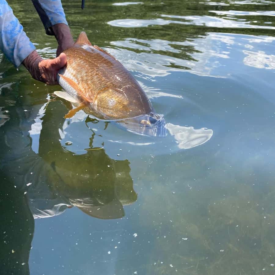 佛羅里達州聖彼得堡：坦帕灣私人近海釣魚之旅| GetYourGuide