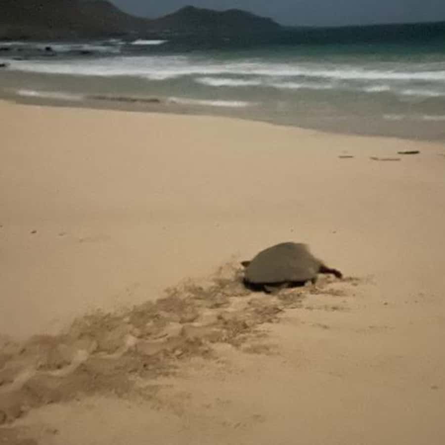 Colagem de mídia