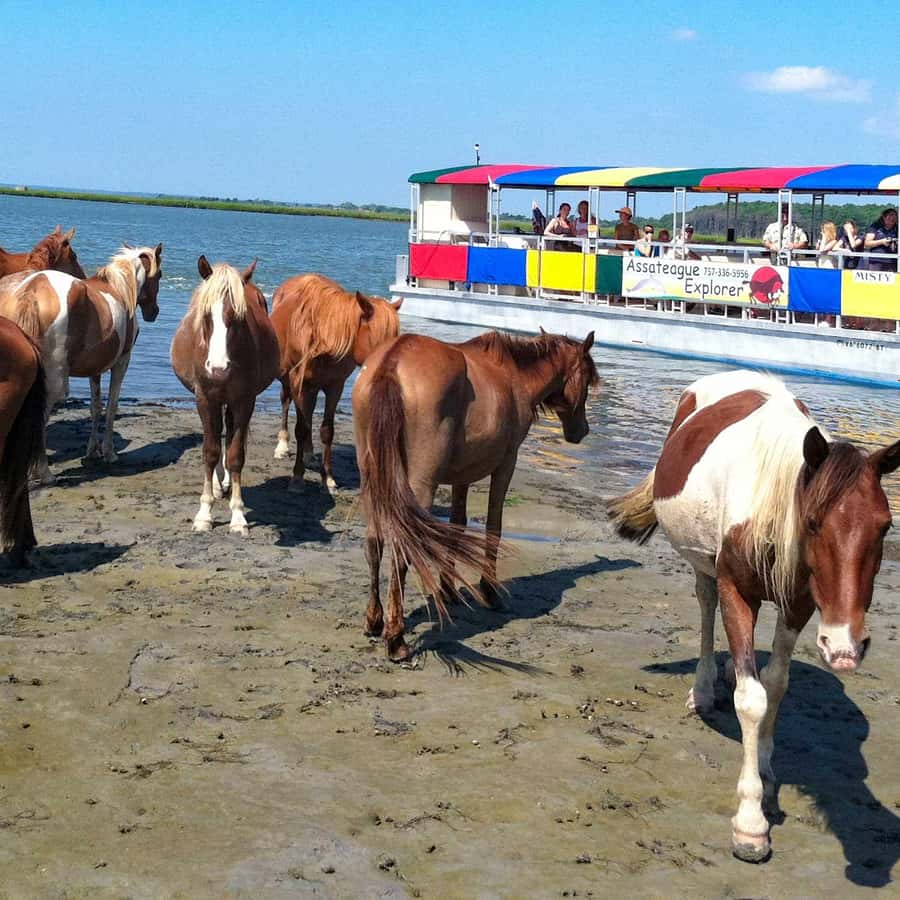 From Chincoteague Island: Assateague Island Boat Tour GetYourGuide