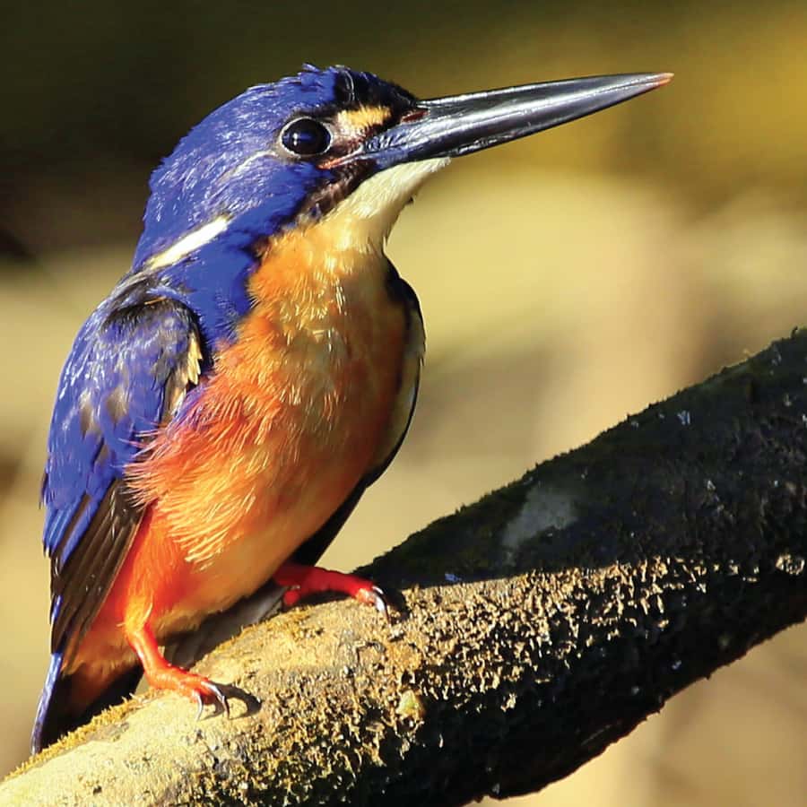 Tobago: Tur i regnskoven in Trinidad and Tobago, image size:900x900