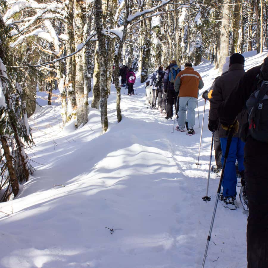 Feldberg: Guided Snowshoeing Tour in the Black Forest GetYourGuide