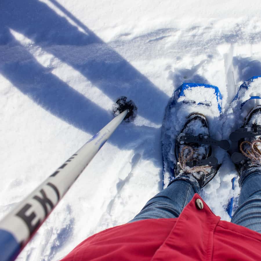 Feldberg: Guided Snowshoeing Tour in the Black Forest GetYourGuide