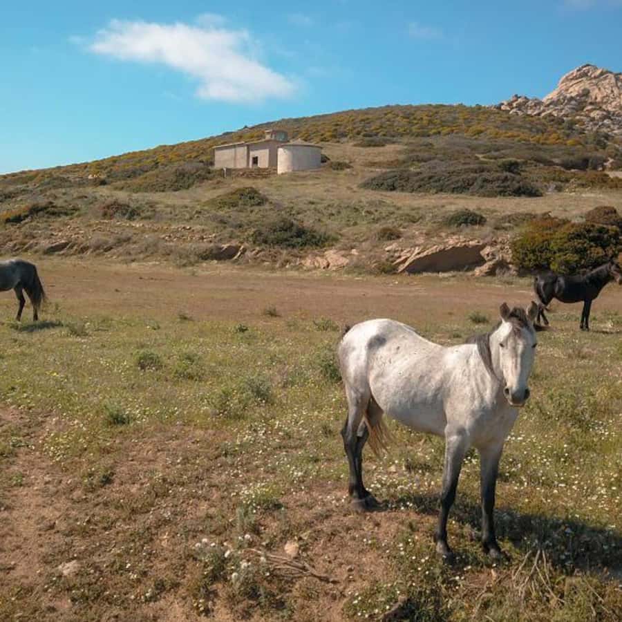 Galería de fotos para redes
