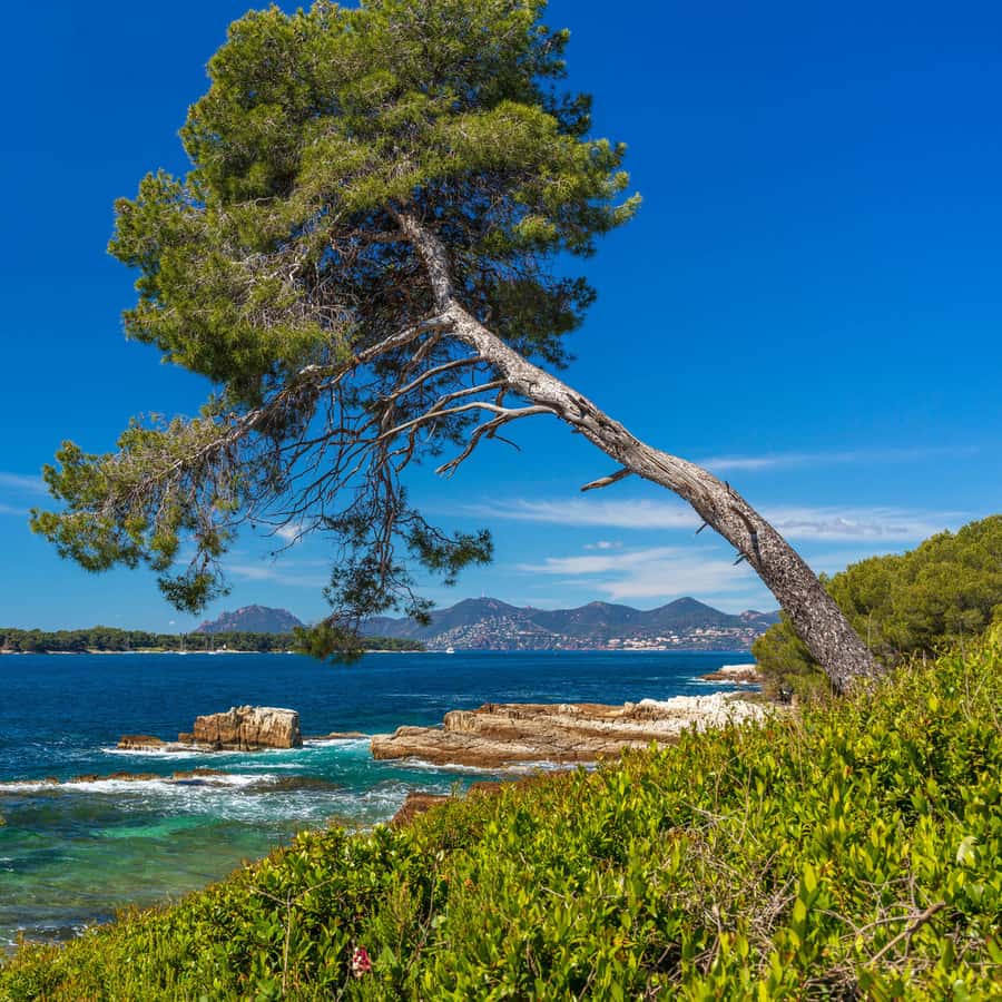 From Cannes: Round-Trip Ferry to Ste. Marguerite Island