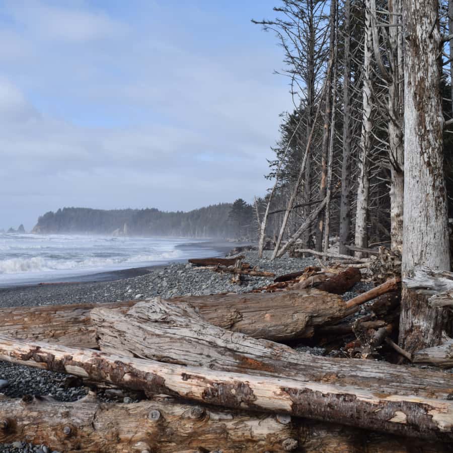 Olympic National Park: Hoh Rain Forest and Rialto Beach Tour