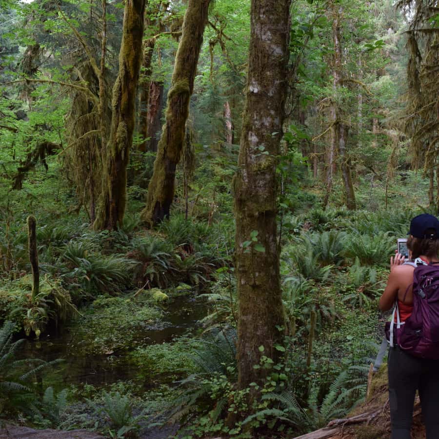 Olympic National Park: Hoh Rain Forest and Rialto Beach Tour