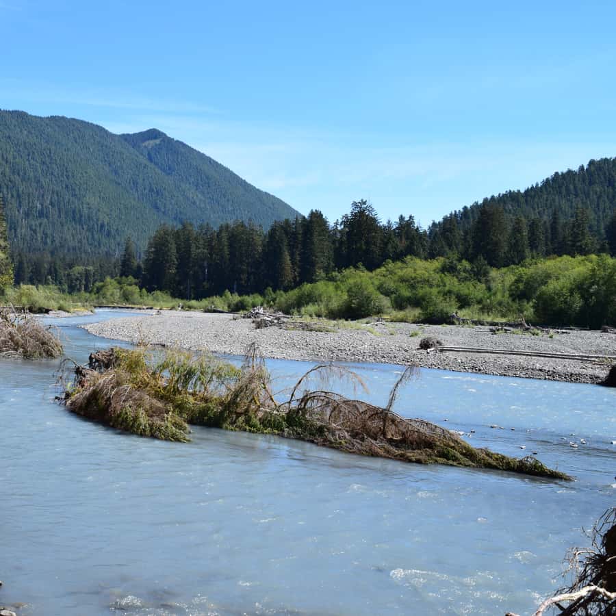 Olympic National Park: Hoh Rain Forest and Rialto Beach Tour