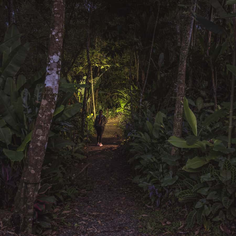 NIGHT WALK GOOD PLACE TO SEE SLOTH AND FLORA AND FAUNA GetYourGuide