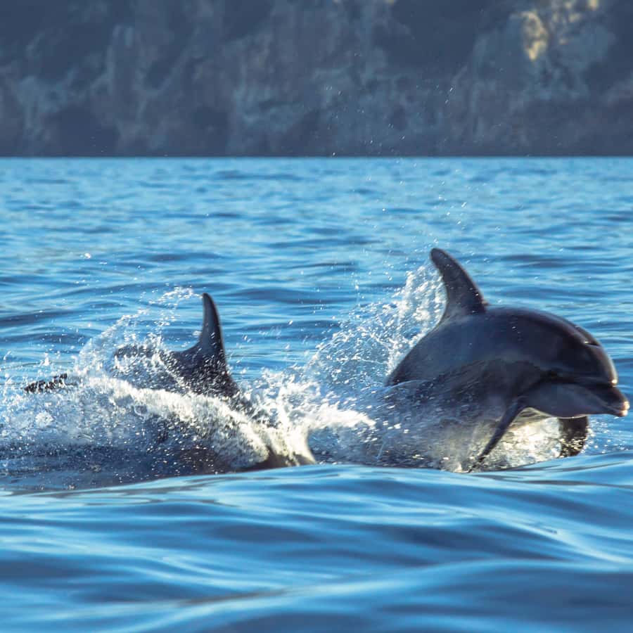 Sesimbra : Observation des dauphins avec un biologiste marin | GetYourGuide, image size:900x900