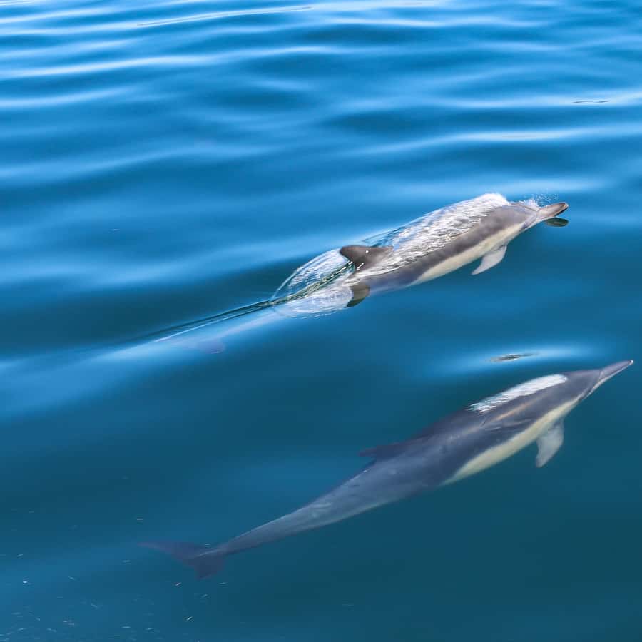 Sesimbra : Observation des dauphins avec un biologiste marin | GetYourGuide, image size:900x900