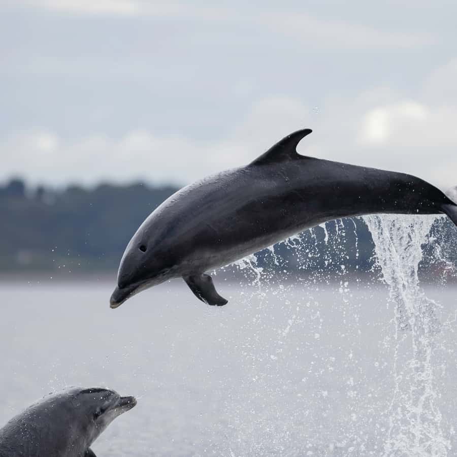 Sesimbra : Observation des dauphins avec un biologiste marin | GetYourGuide, image size:900x900