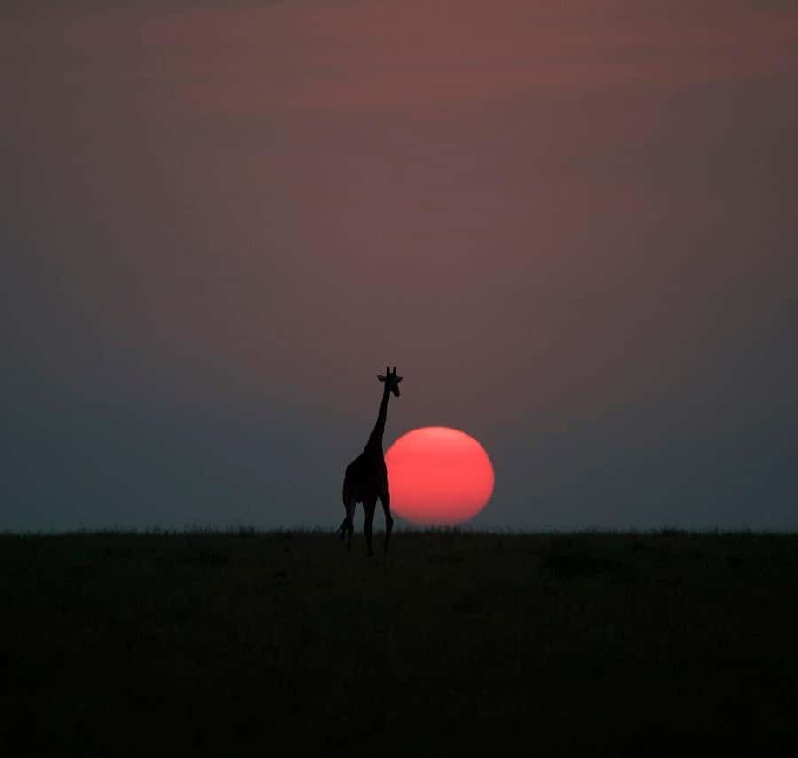 Galería de fotos para redes