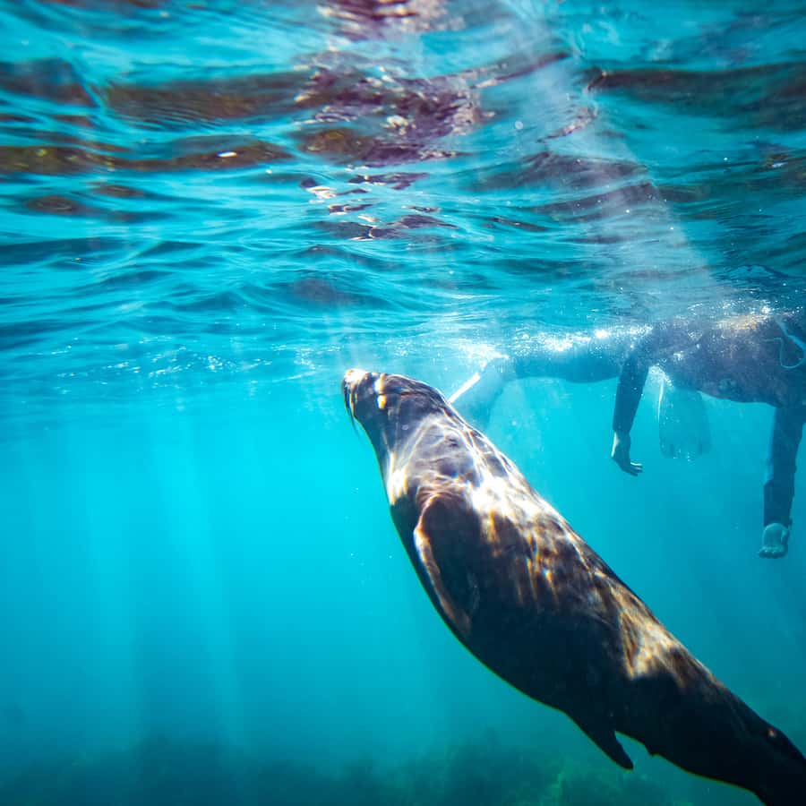 Seelöwen - Tourism Western Australia, image size:900x900