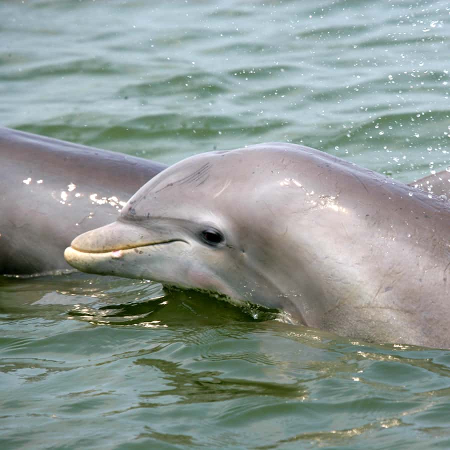 Charleston: Schooner Sailing Harbor Tour & Dolphin Watch