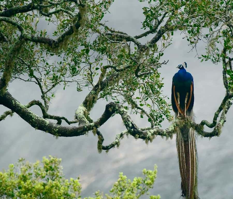 Colagem de mídia