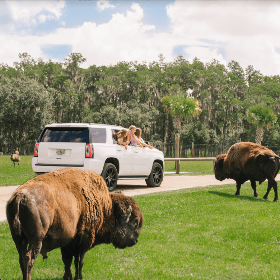 Orlando: Drive-Thru Safari Park at Wild Florida