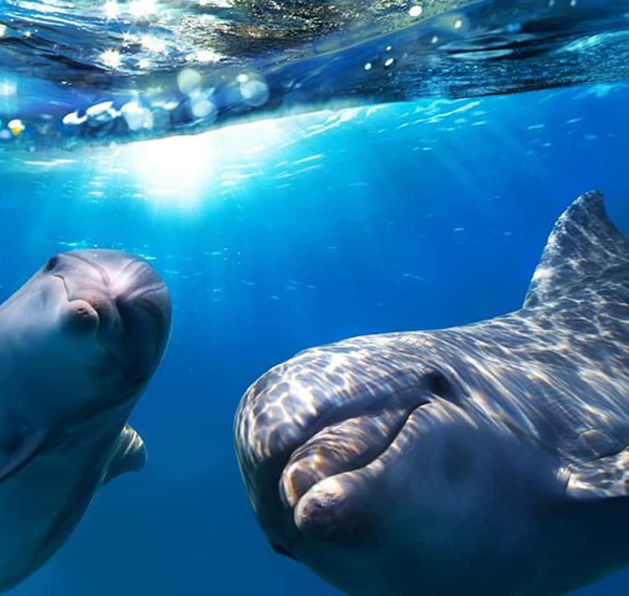 Gran Canaria: Dolphin and Whale Watching Cruise