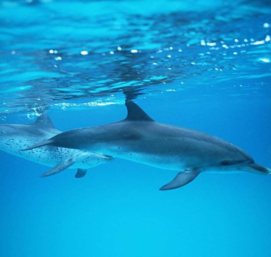 Gran Canaria: Dolphin and Whale Watching Cruise