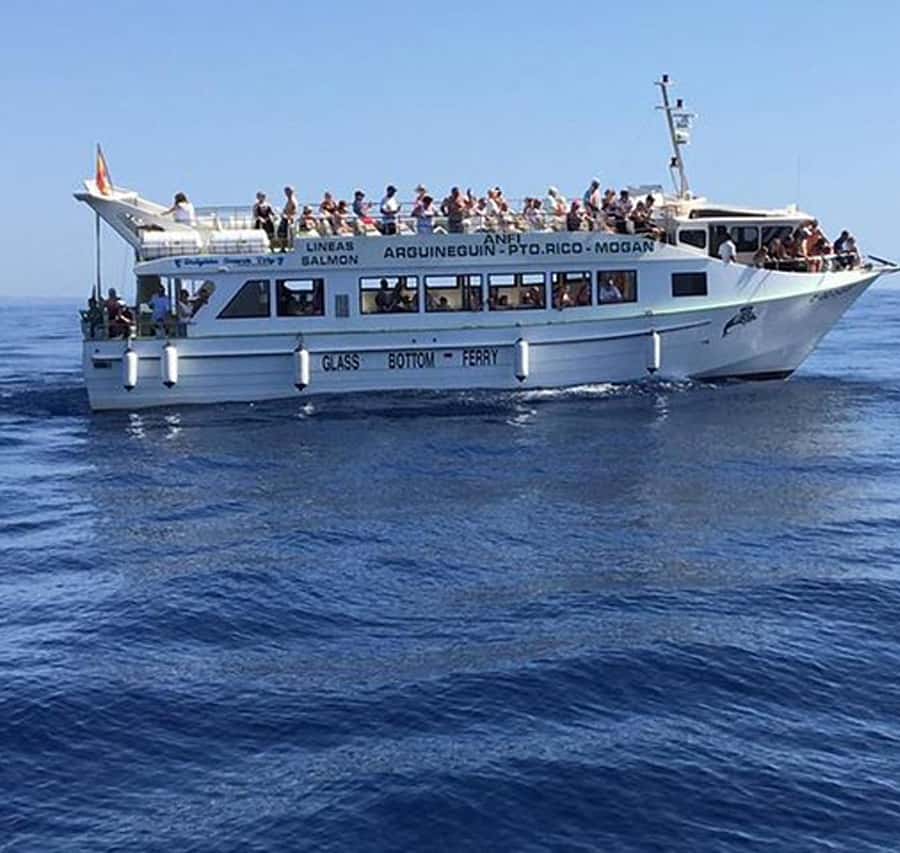 Gran Canaria: Dolphin and Whale Watching Cruise