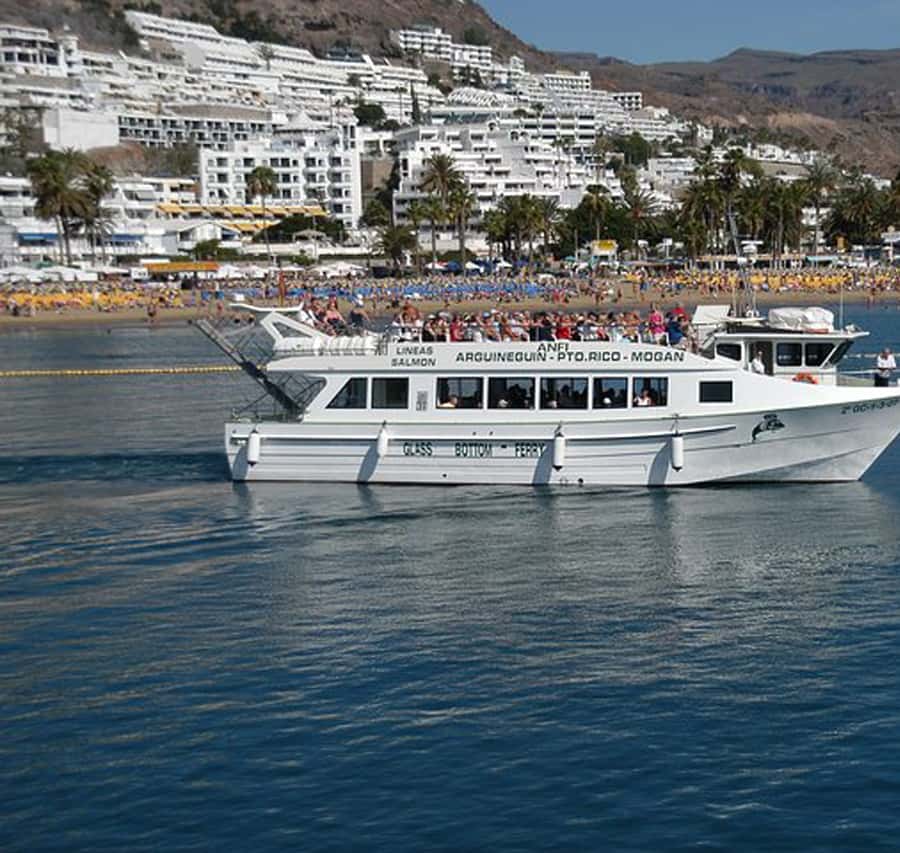 Gran Canaria: Dolphin and Whale Watching Cruise