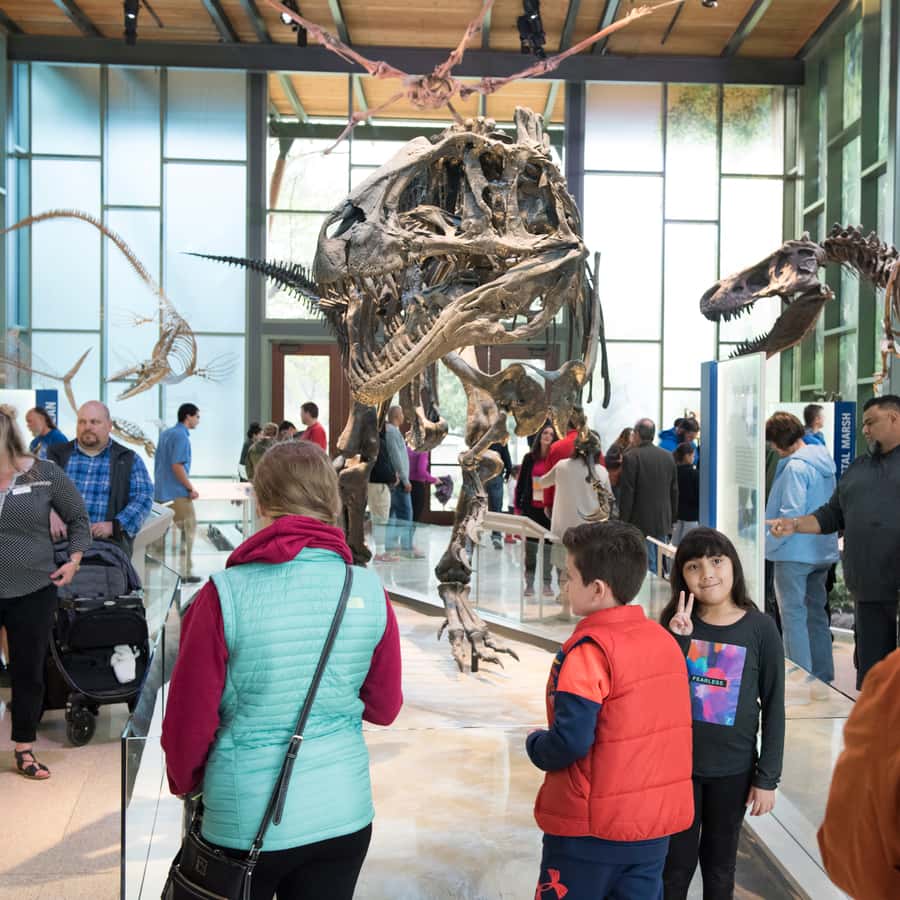 San Antonio: Witte Museum Admission Ticket